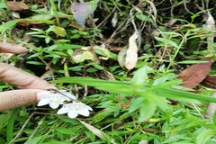 Ophiopogon intermedius